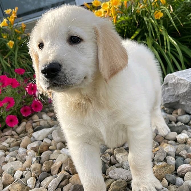 Golden Retriever Hypoallergenic/golden Retriever For Adoption Near Me