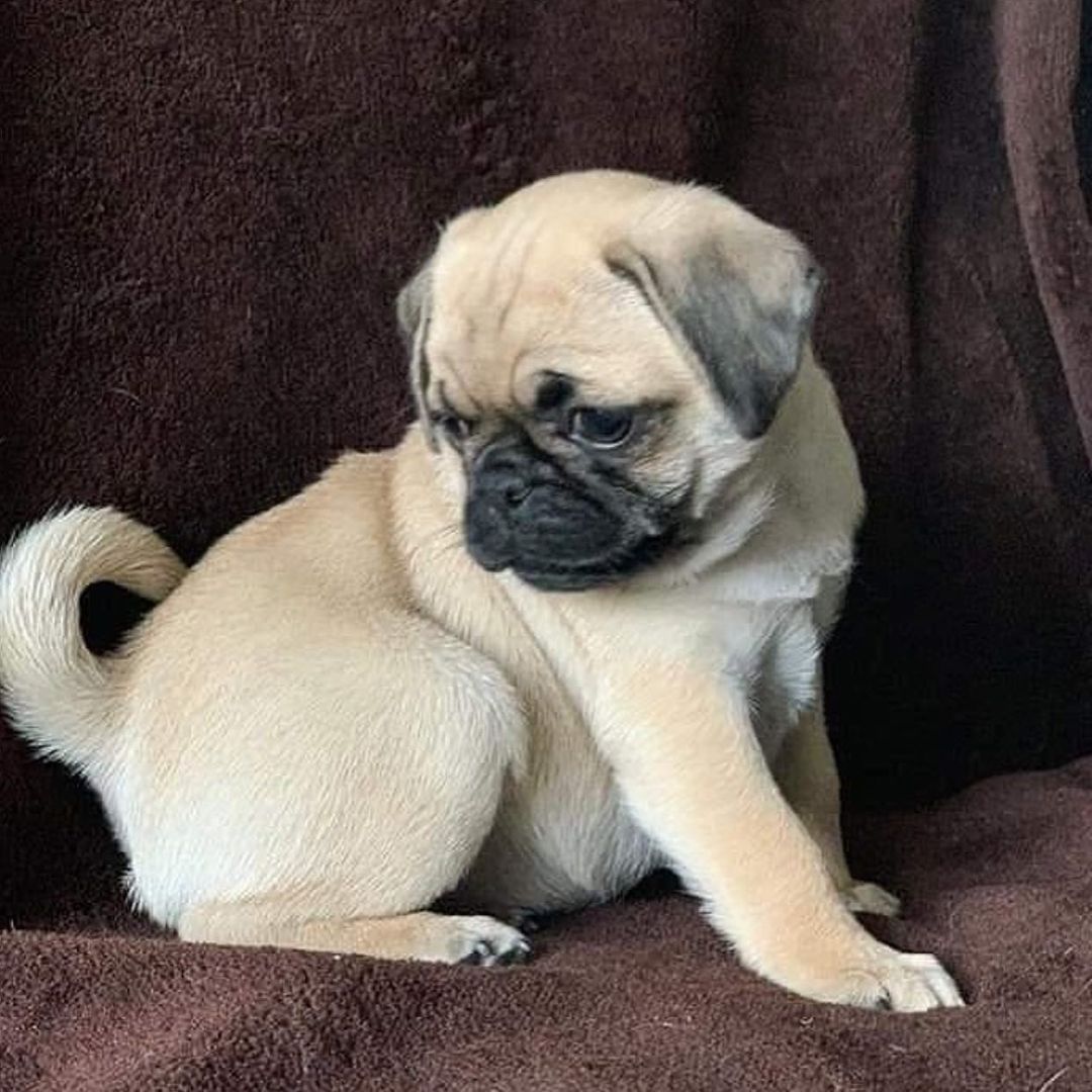 Teacup Pug Puppies For Sale/pug Puppies For Sale Near Me