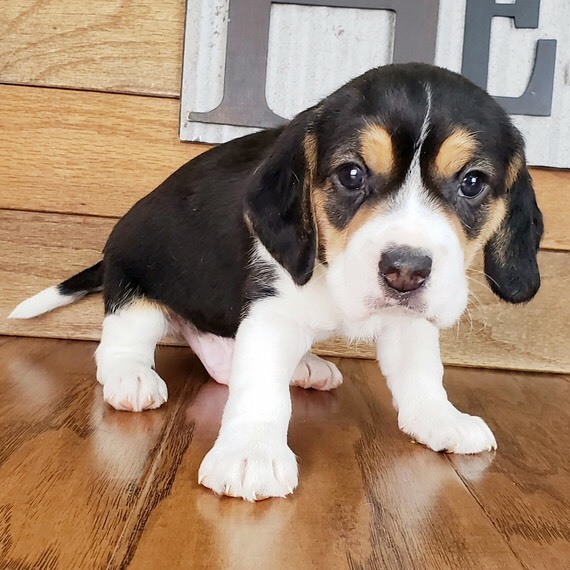 Beagle Puppies For Sale/beagle Puppies For Sale Near Me