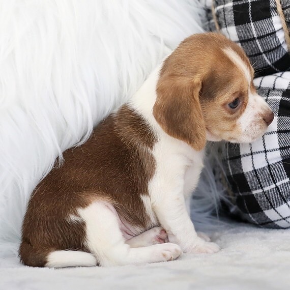 Beagle Puppy For Sale/pure Bred Beagle Puppies For Sale