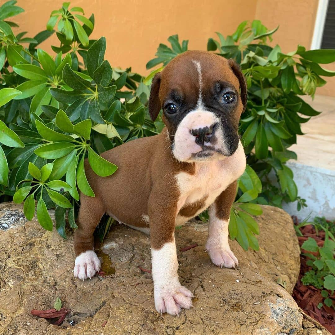Baby Boxers Puppies For Sale/boxer Puppies For Sale