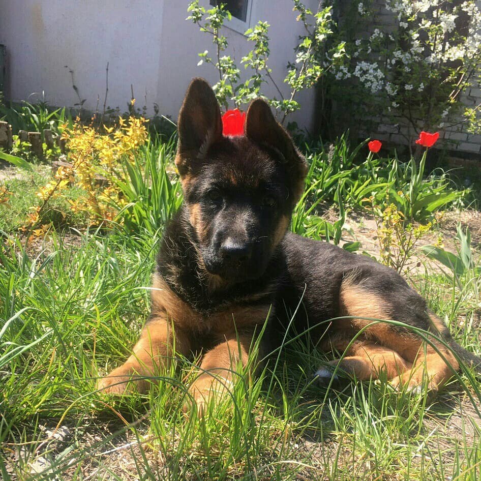 Cheap Baby Huskies For Sale/husky Puppies Near Me