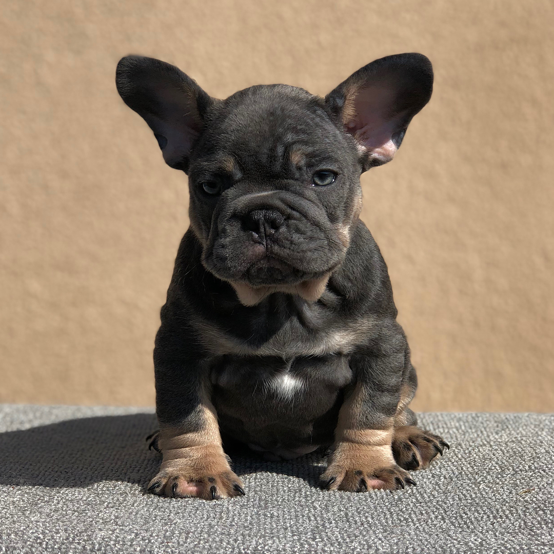 Micro Mini French Bulldog/mini French Bulldog For Sale