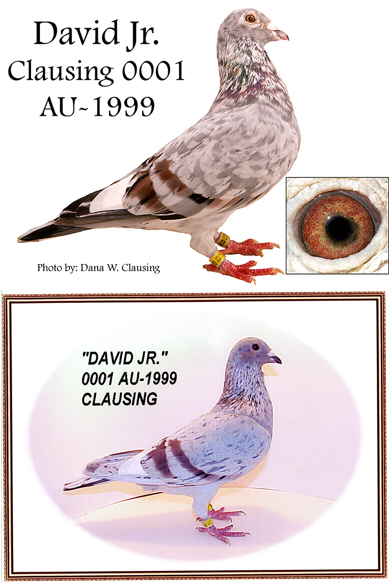 clausing racing pigeons Resources