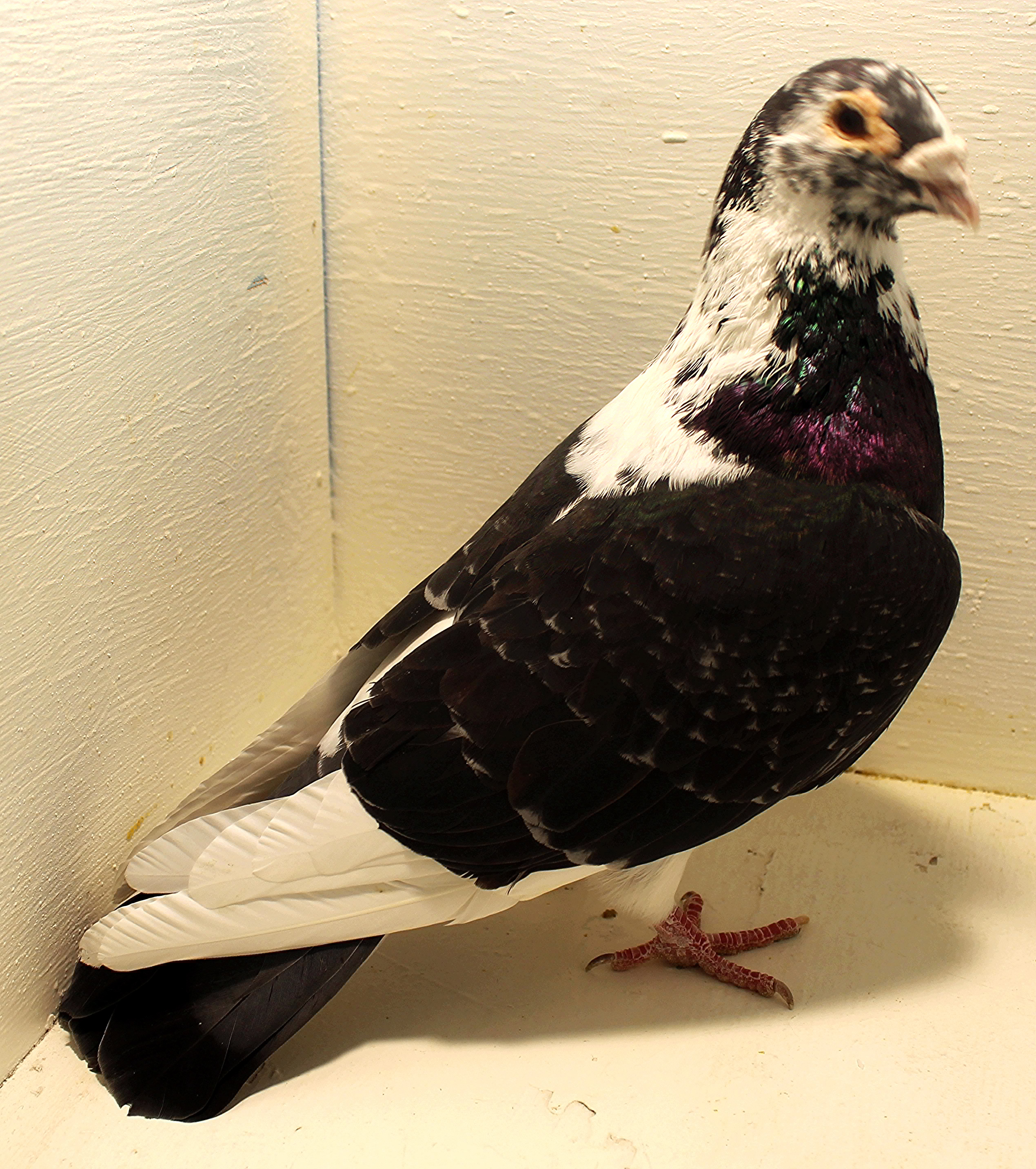 ClayHaven Farms Racing Pigeons Pure Paul Sions Pure Hansennes