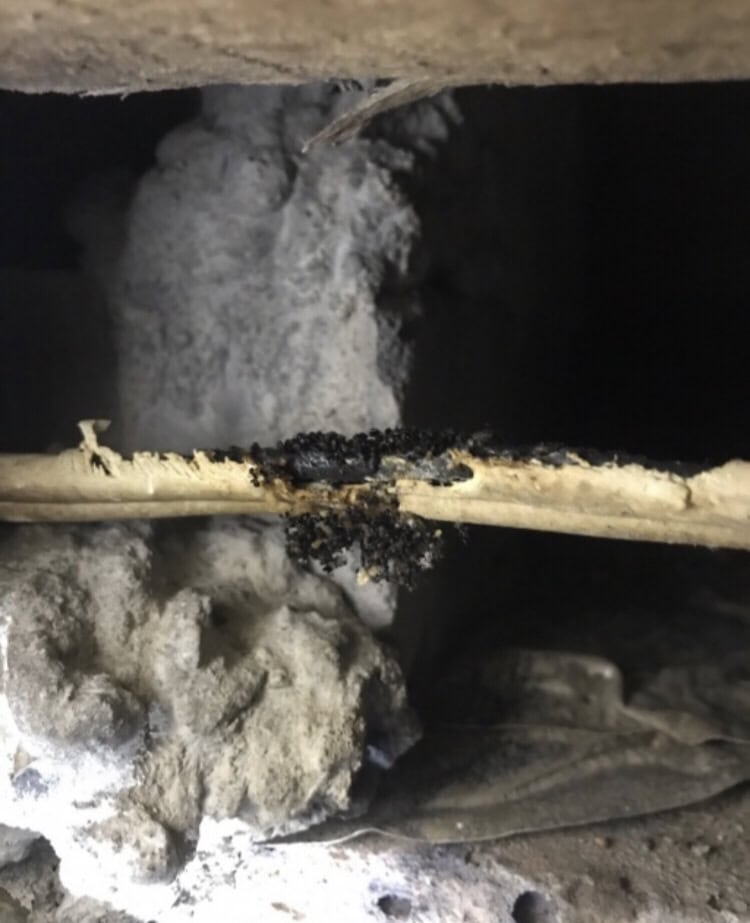 rat droppings · Clean & Green Pest Control Northern Beaches