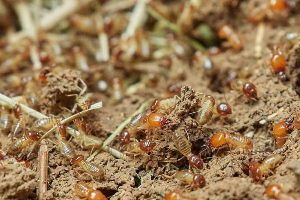 How Much Does Mulch Attract Termites? · Clean & Green Pest Control