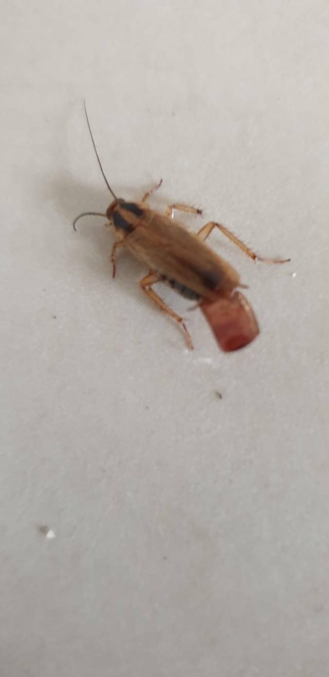 Cockroach carrying egg case · Clean & Green Pest Control Northern Beaches