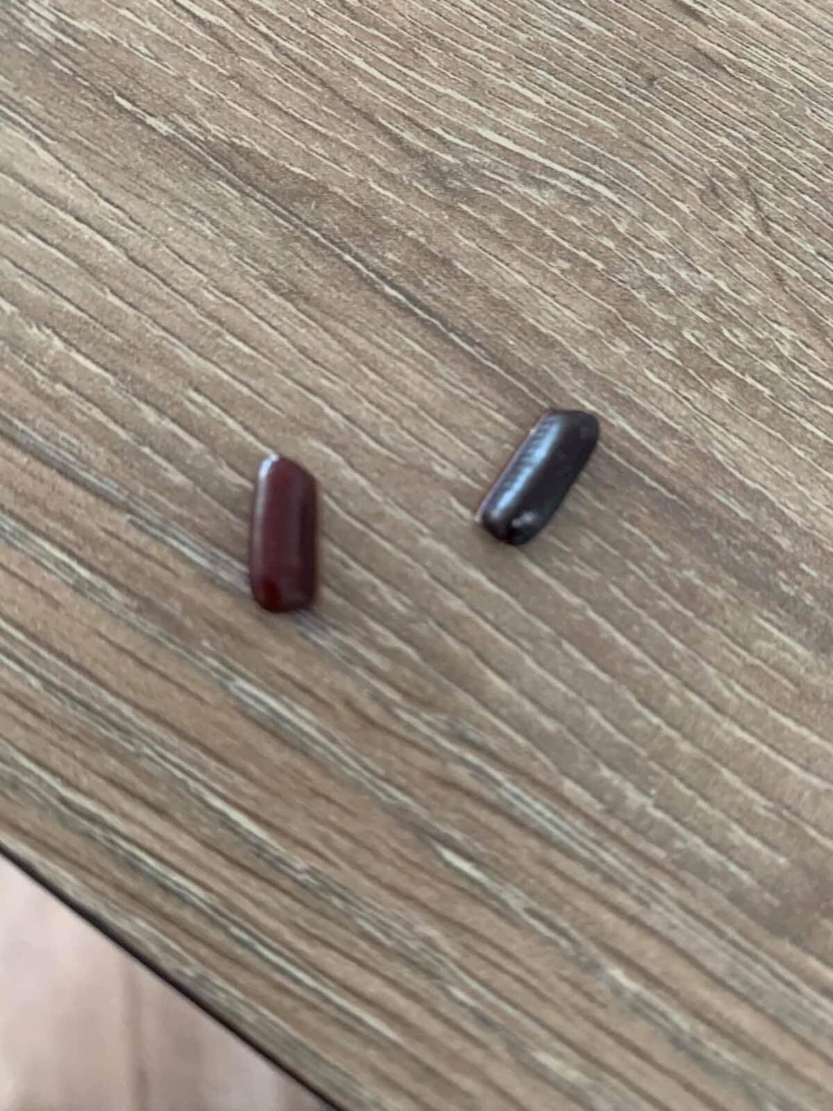 Cockroach egg case · Clean & Green Pest Control Northern Beaches