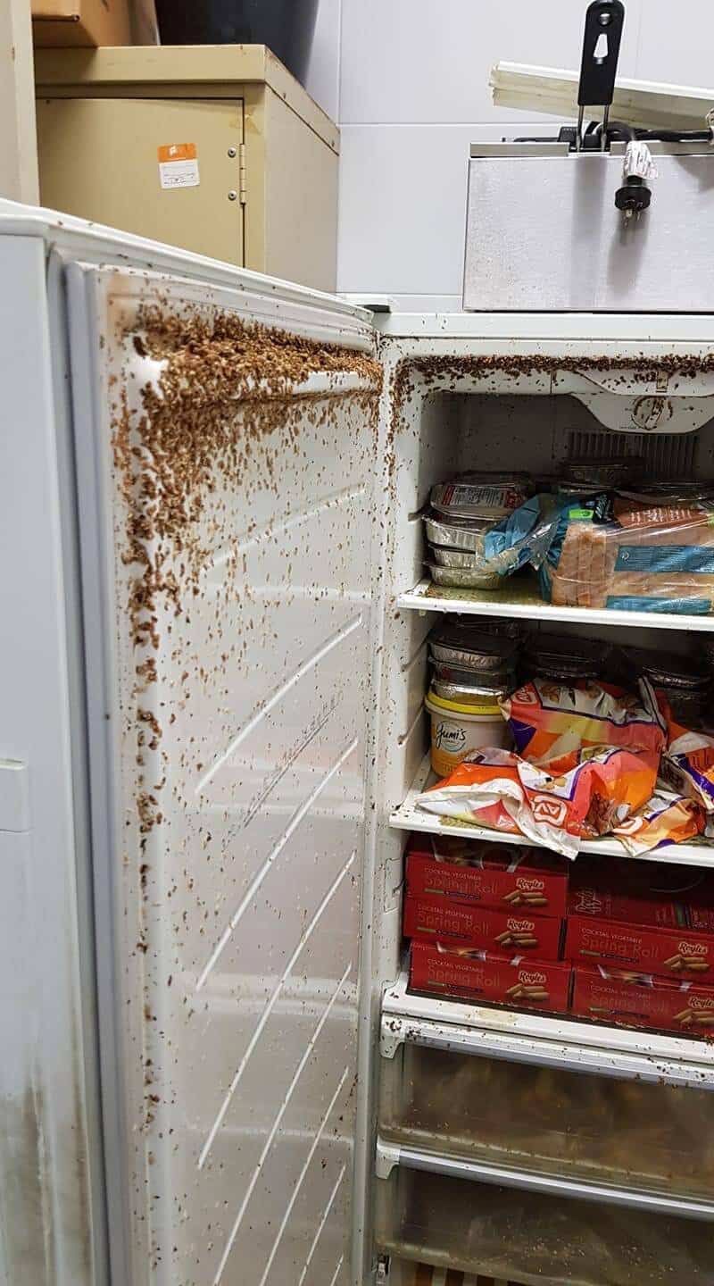 Cockroach smear marks · Clean & Green Pest Control Northern Beaches