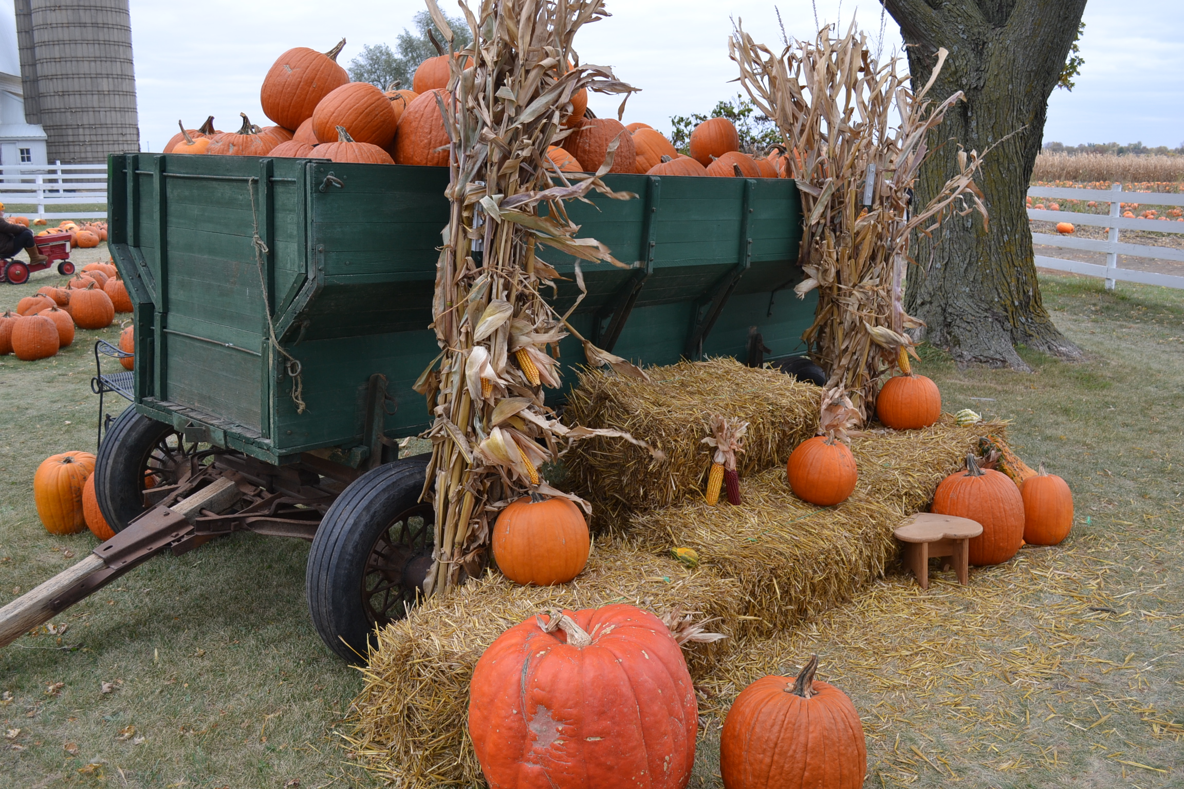 Fall Harvest Green Thumb Advice