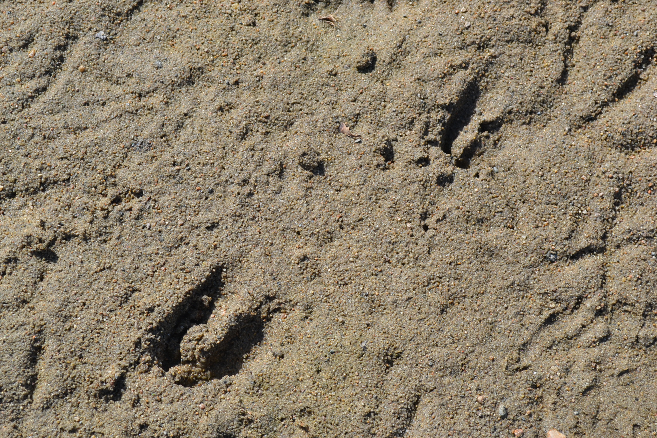 Deer Hoof Prints in Sand Green Thumb Advice