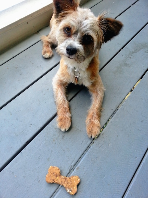Homemade Almond Butter Dog Treats Clean Eating Kitchen
