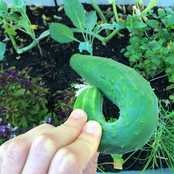 Top 97+ Images What Does A Baby Cucumber Plant Look Like Full HD, 2k