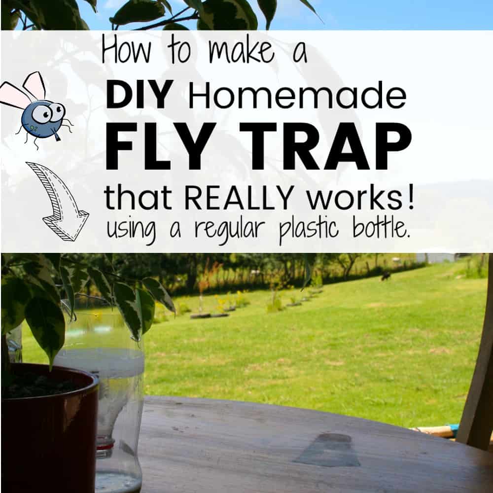 How to Make a Homemade Fly Trap with a Regular Plastic