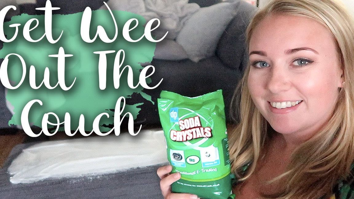 How to Clean Pee off a Couch Cleaning Basic