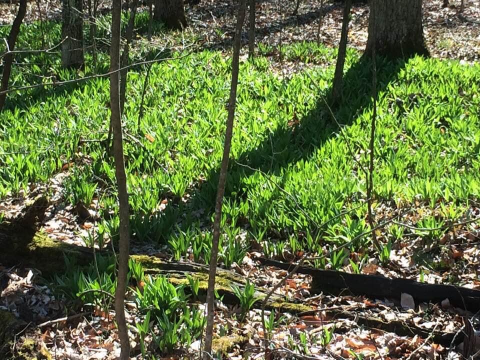 Foraging ramps Best practices for responsible and sustainable harvest