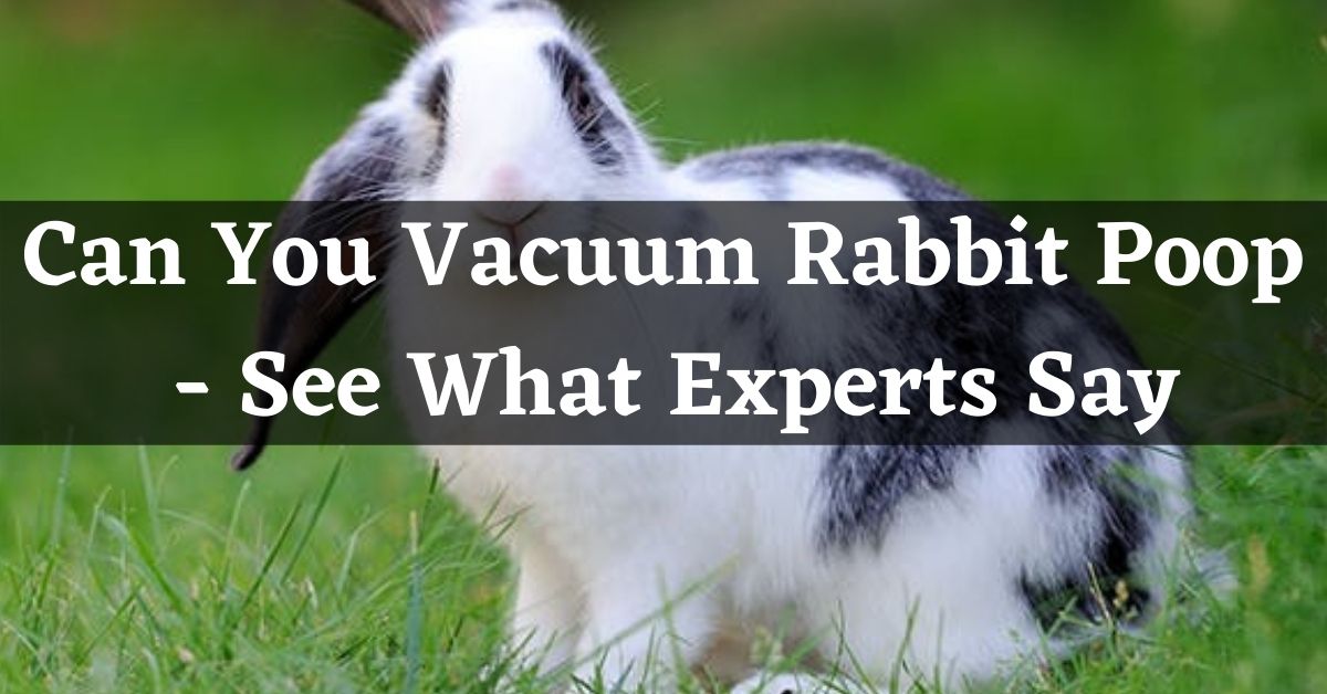 Can You Vacuum Rabbit Poop Top 3 Best Vacuum