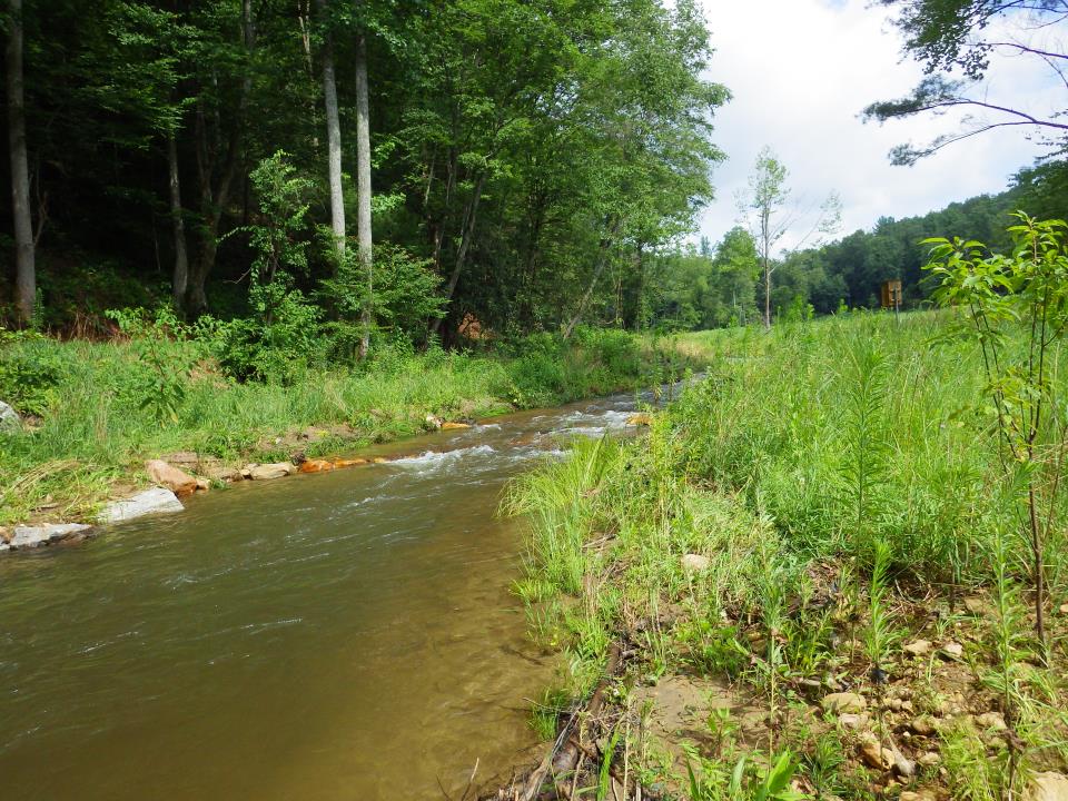 Saddle Mountain Creek Clear Creeks Consulting