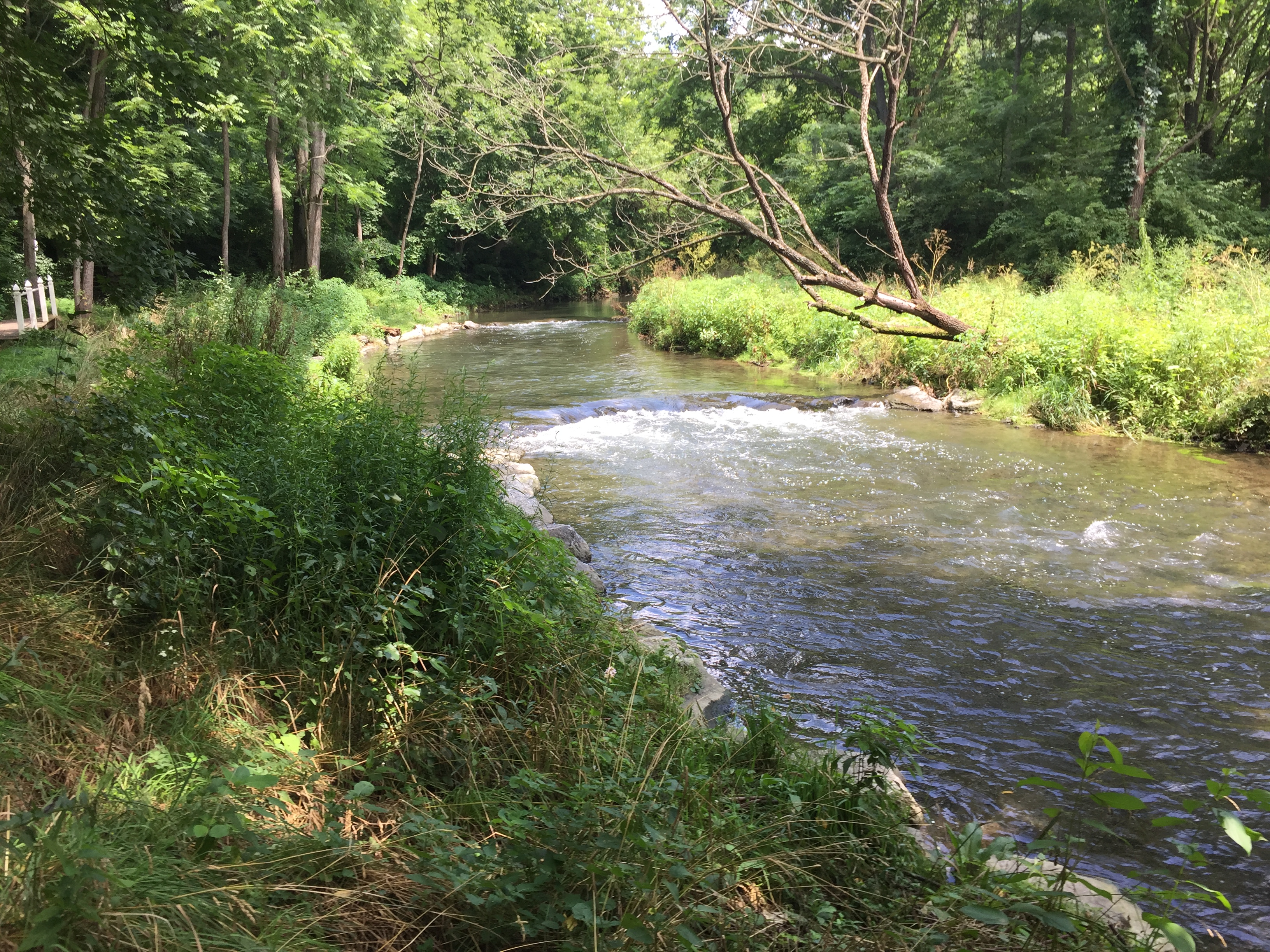 Quittie Creek Nature Park Clear Creeks Consulting