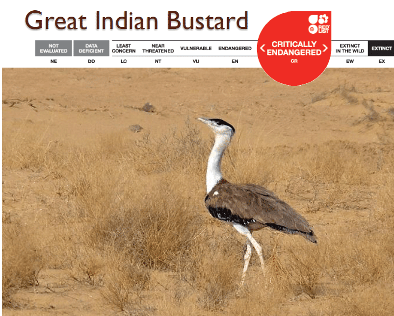 🎉 Article on endangered species in india. Endangered and Endemic