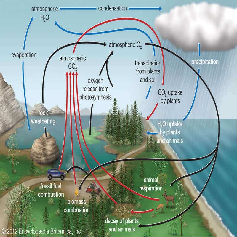 Oxygen Cycle ClearIAS