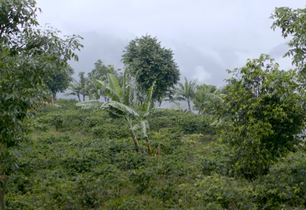 Can You Tour a Jamaica Coffee Plantation?