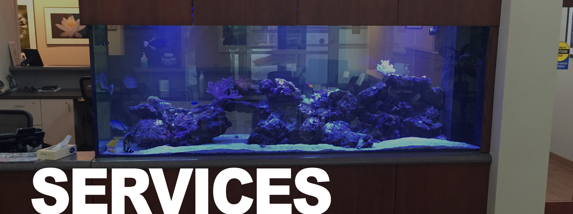 Services Clear Water Aquariums