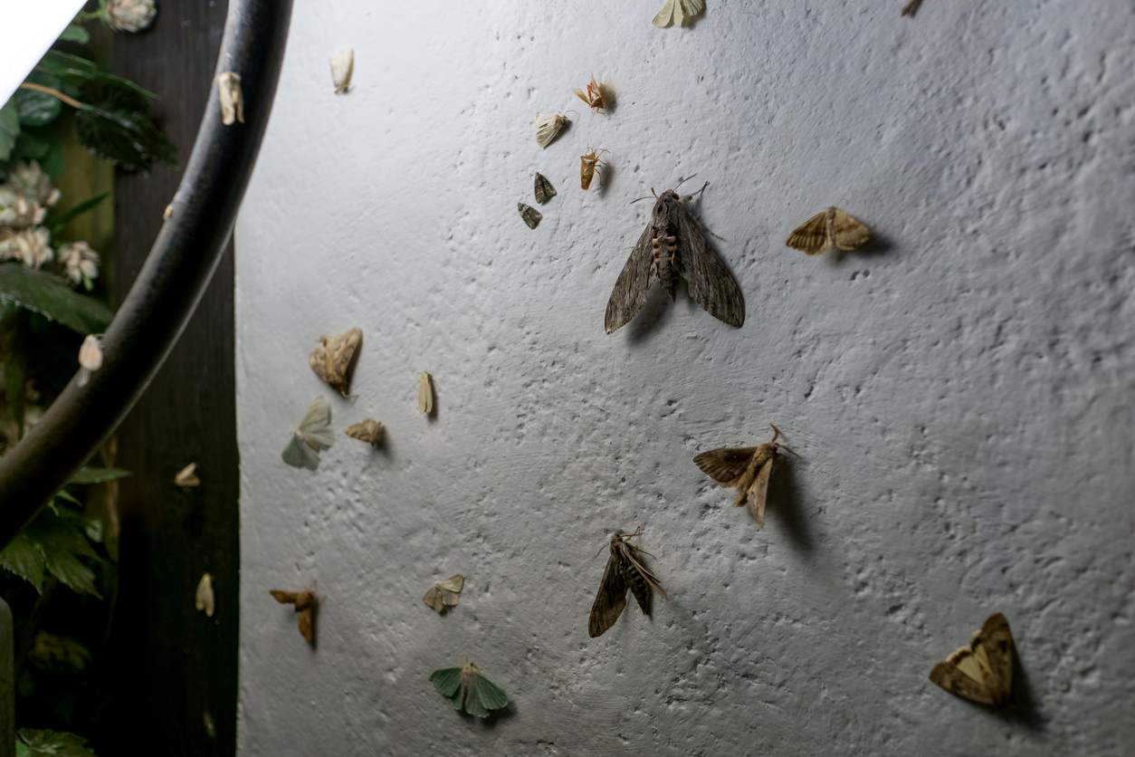 Three Tips for Preventing Moths Clegg's Pest Control