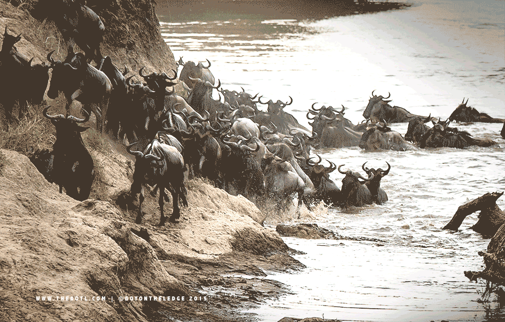 Wildebeest Migration Gif