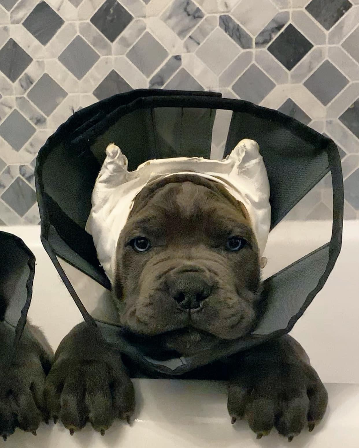 Famous Dog Ear Cropping Prices Near Me 2022 One Now