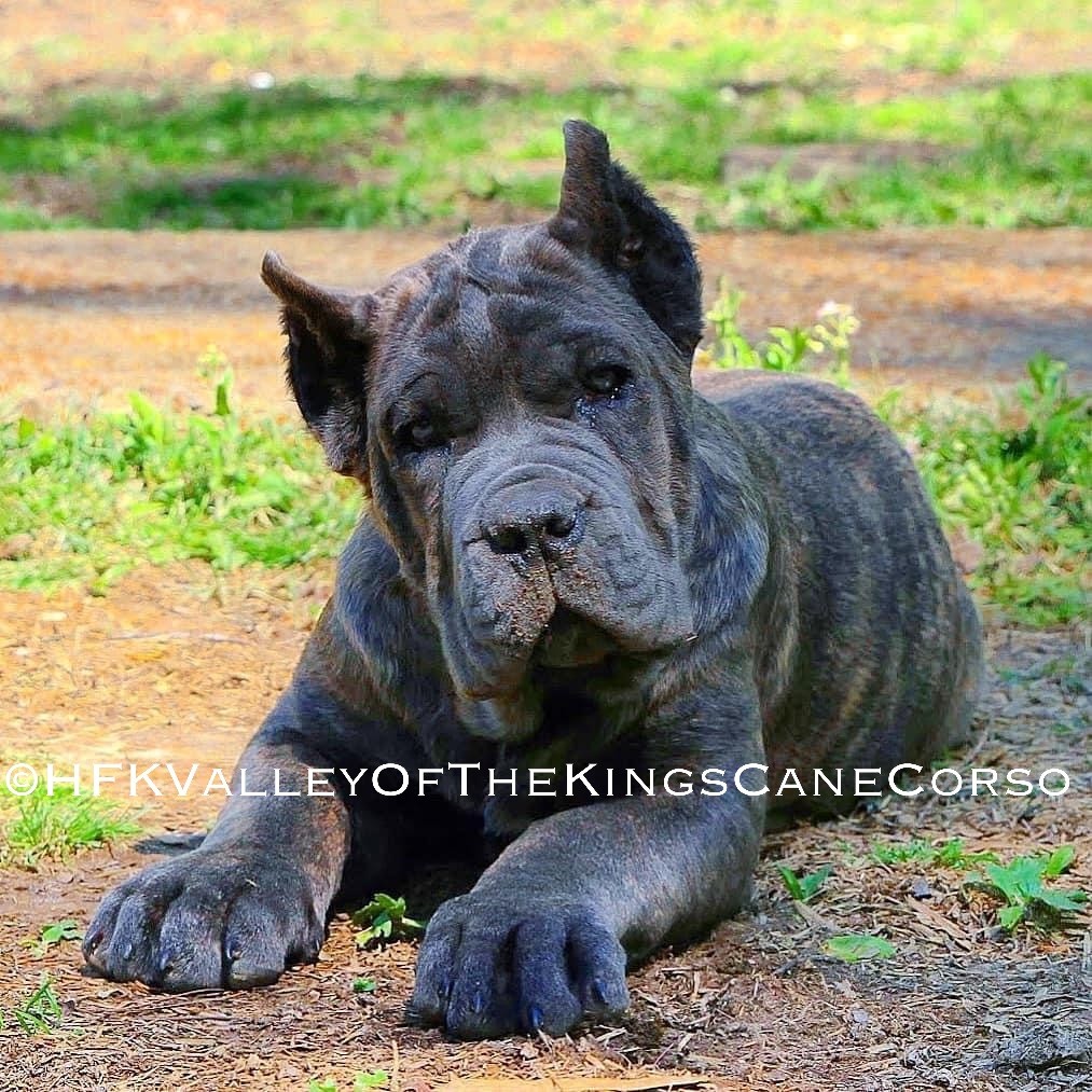 How Much Is It To Get A Puppys Ears Cropped / The Truth About Cropping