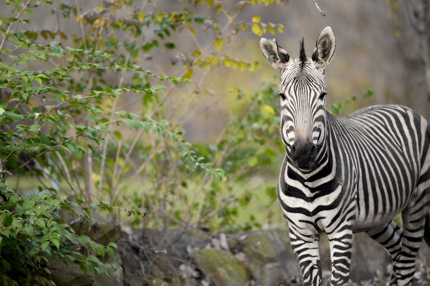 TRUTH OR TAIL No two zebra have the same stripe pattern Cleveland