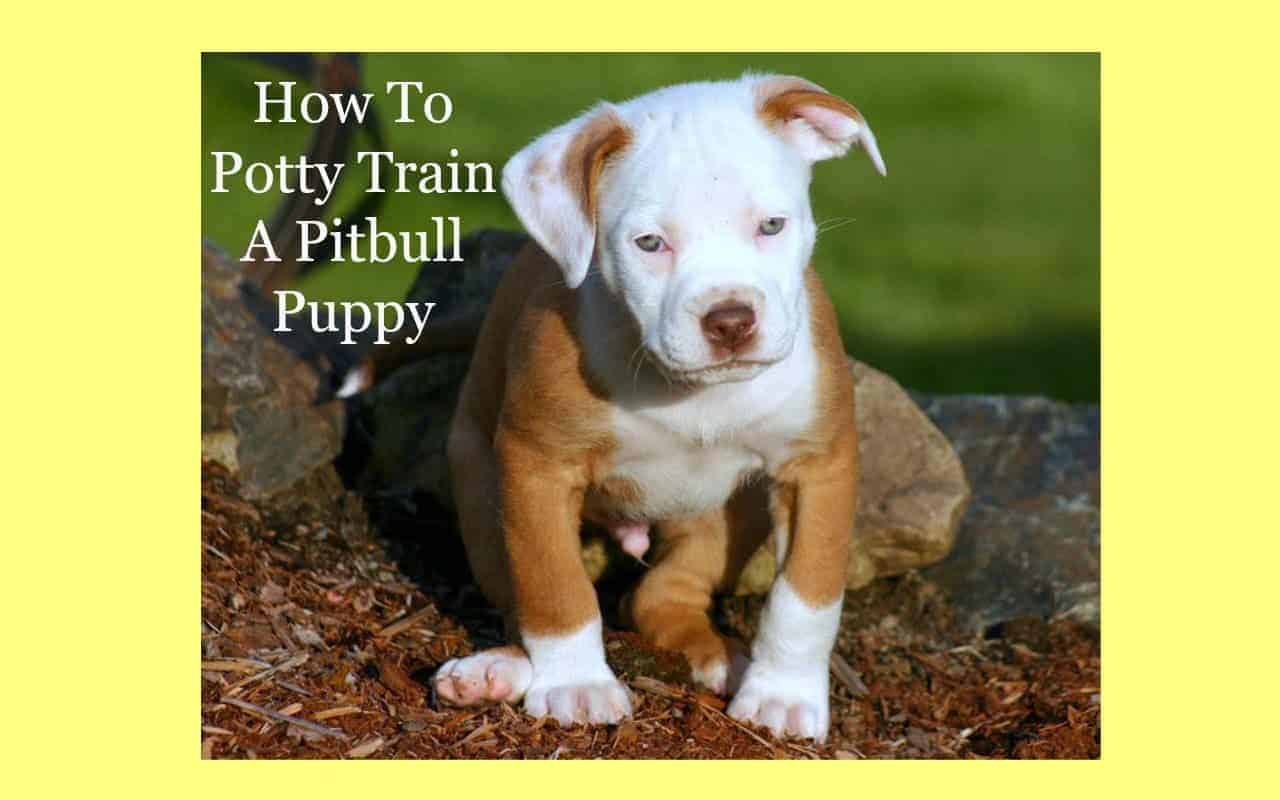 How To Potty Train A Pitbull Puppy