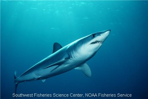 Shark Week Series What Makes Sharks So Special? Conservation Law