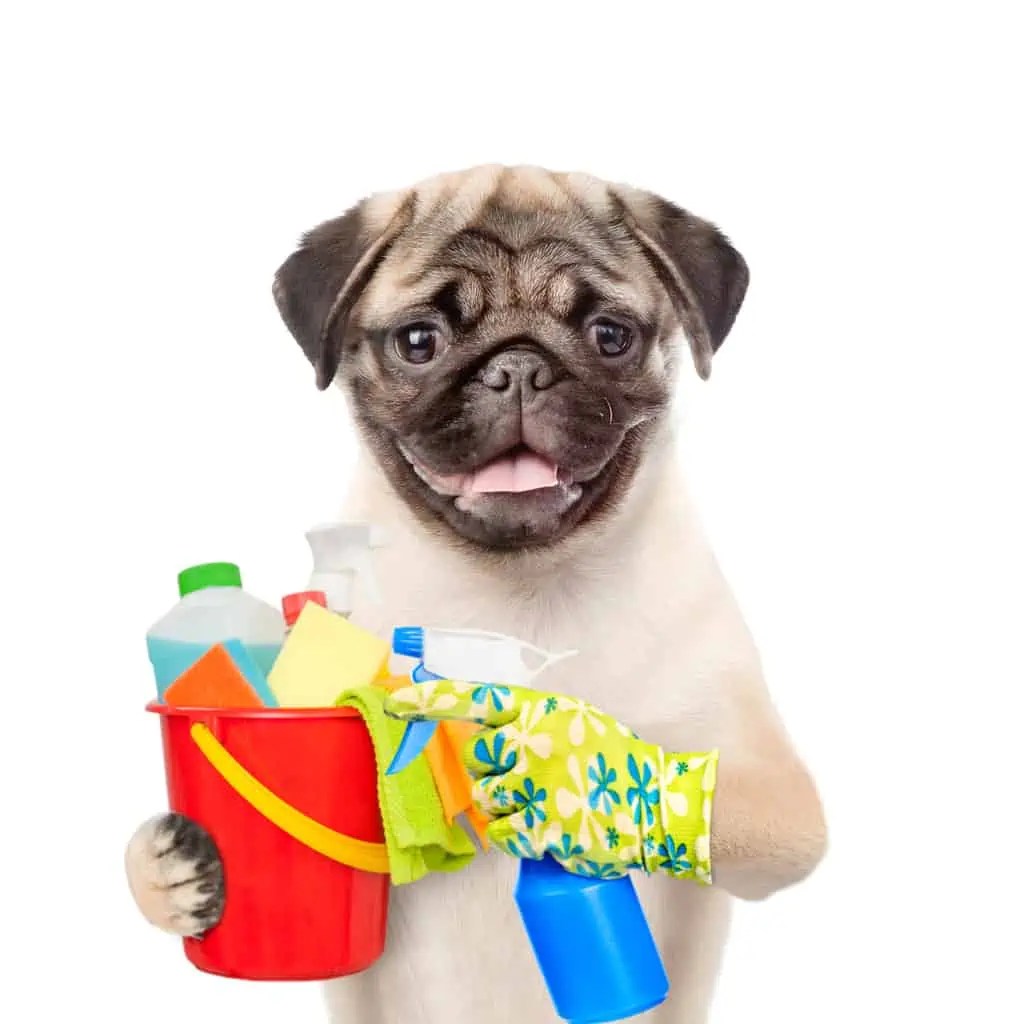 Dog Poop The Ultimate Guide For 2023 Clickapro