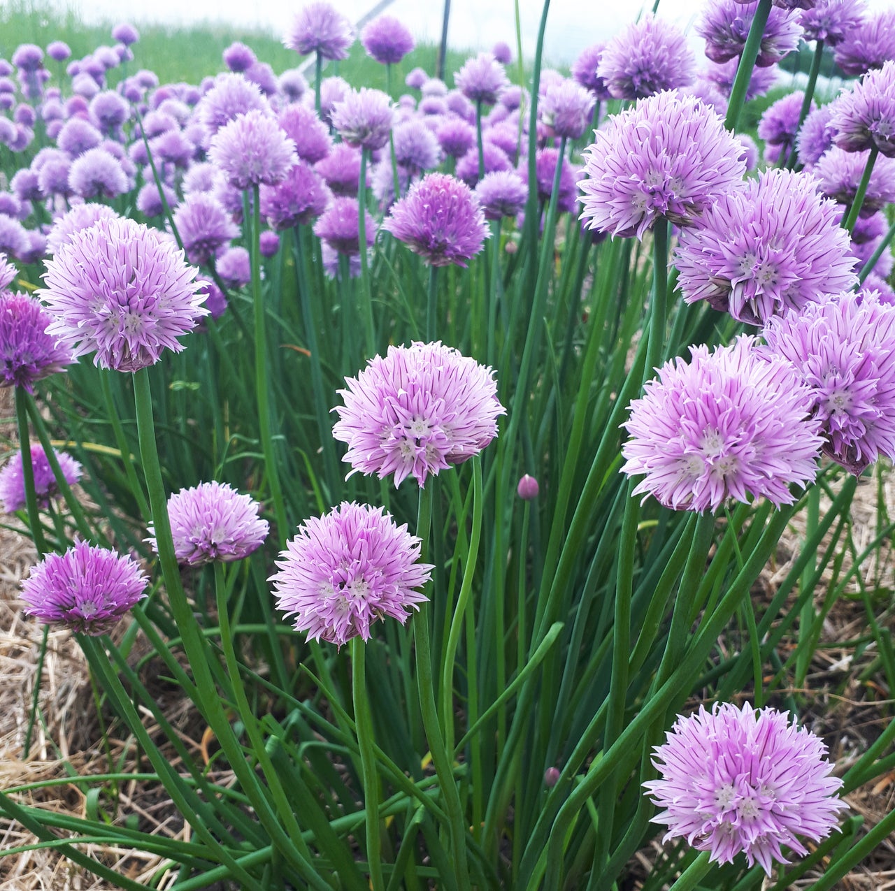 Organic Seed Chives Click Fork
