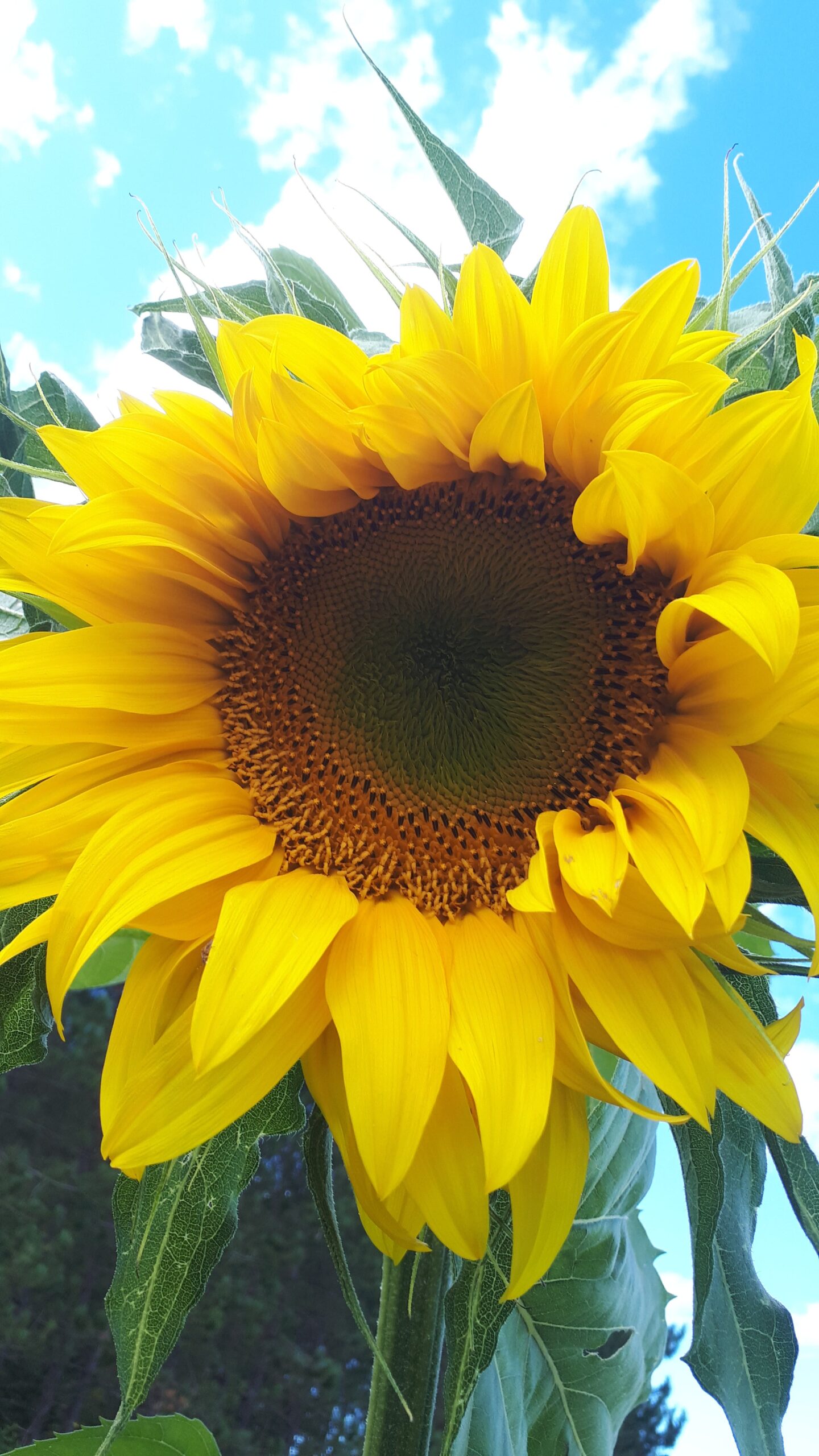 Organic Seed Mammoth Russian Sunflower Click Fork