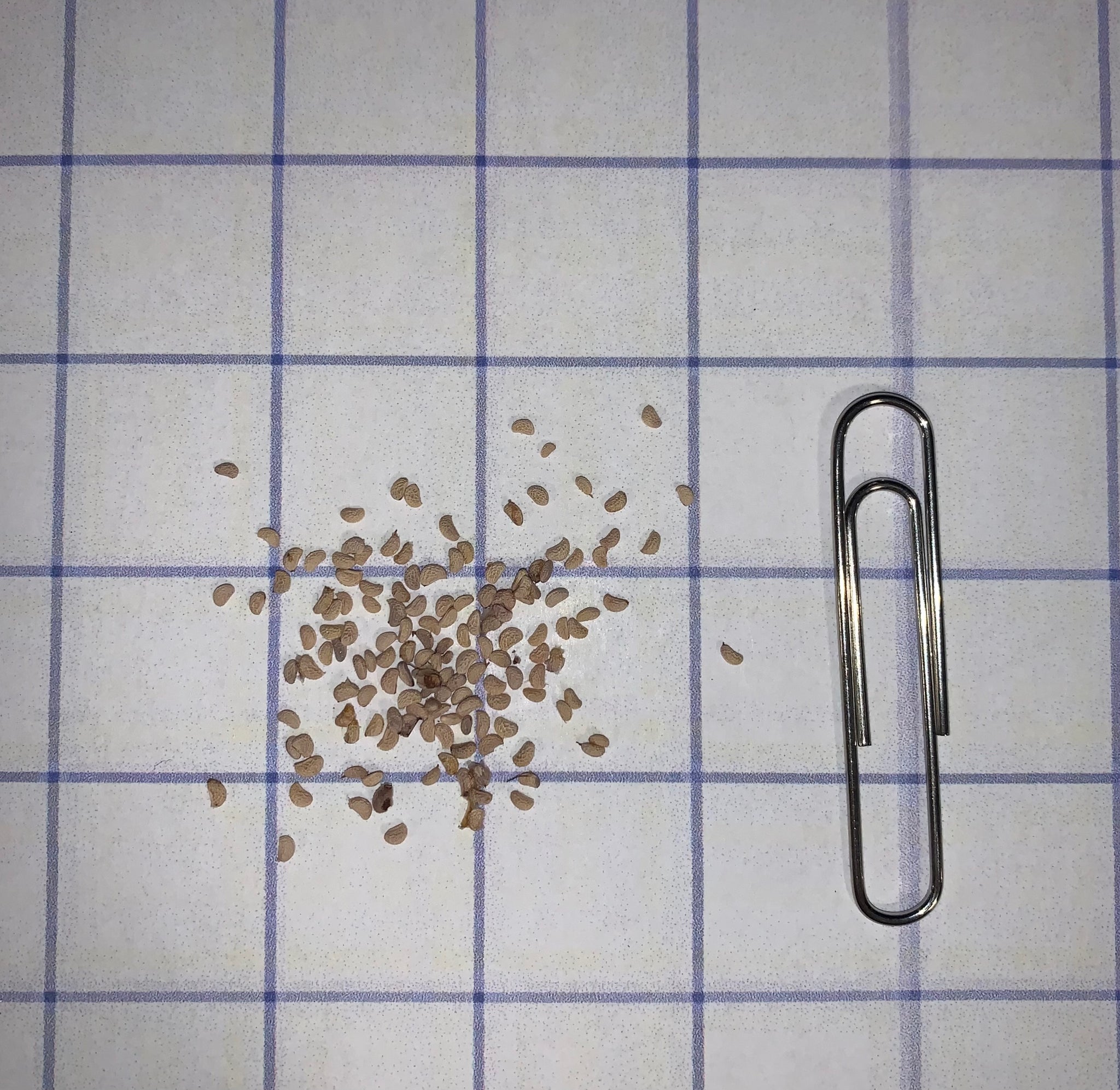 Wild raspberries Seeds Click Fork