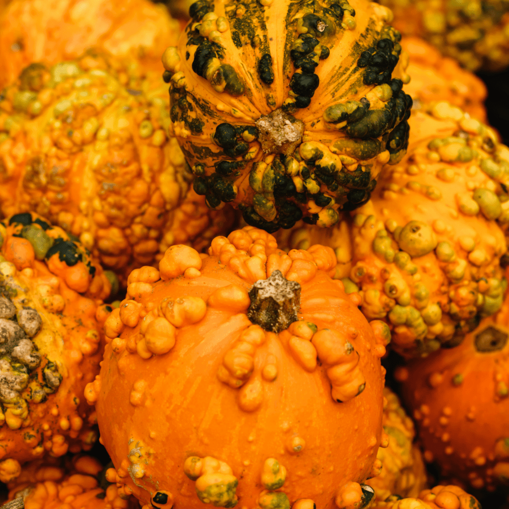 Mini Ornamental Ornamental Gourds 5 Pack (Gerber Farms) Click Fork