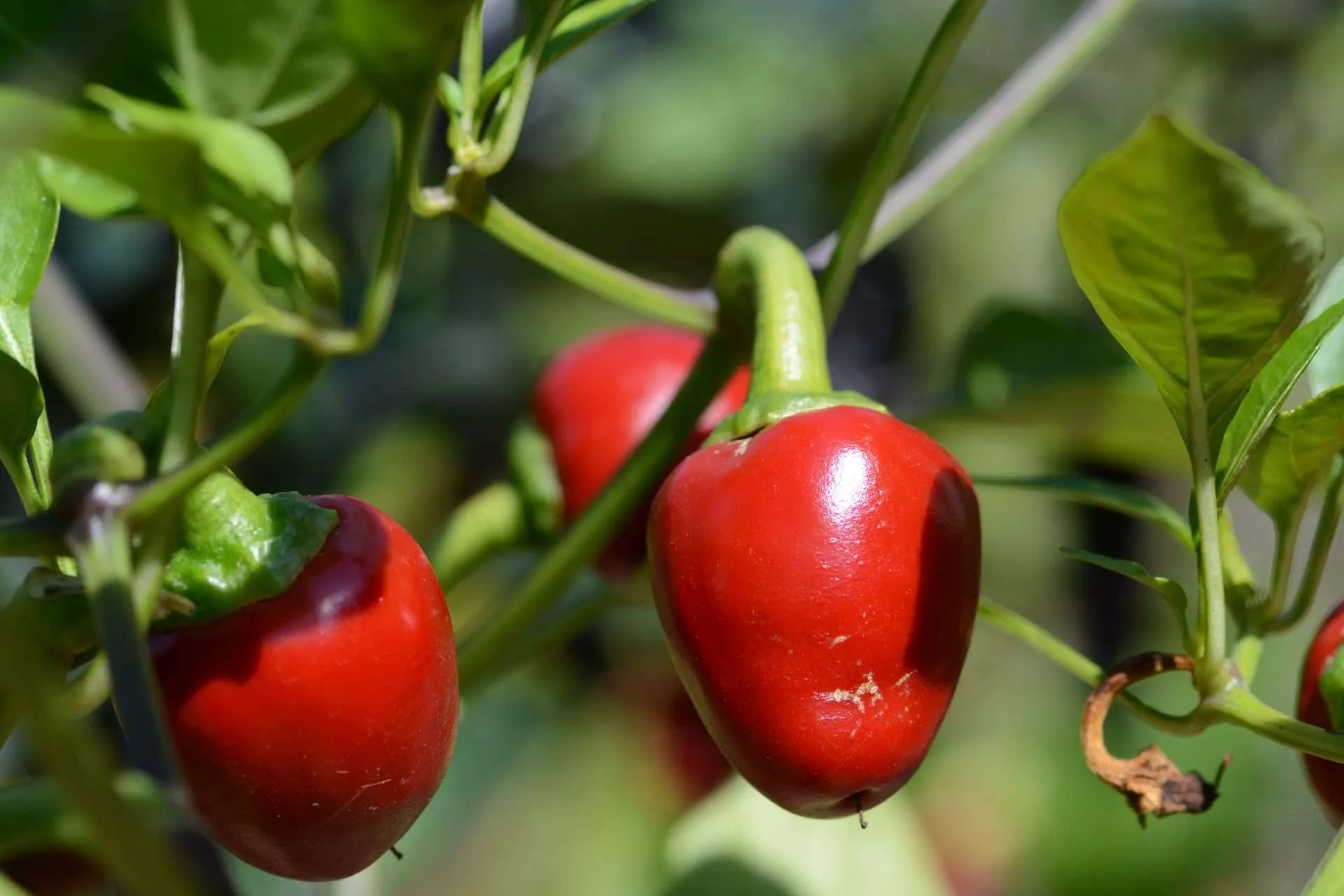 Chili Peppers Cliffs Notes Beer Guide