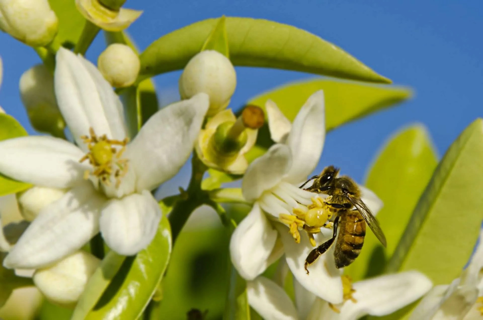 Honey Cliffs Notes Beer Guide