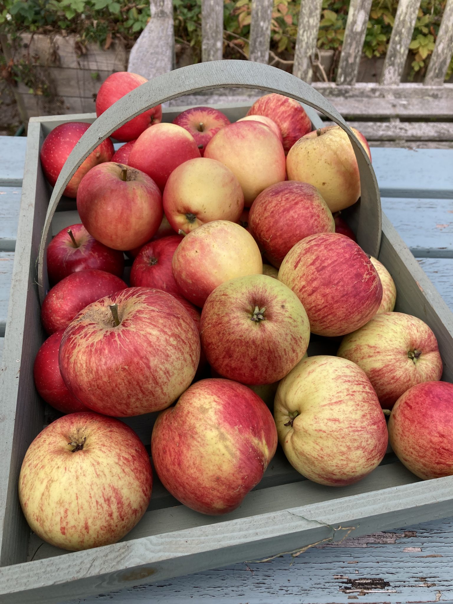 Climate Action Fife fruit trees for Fife