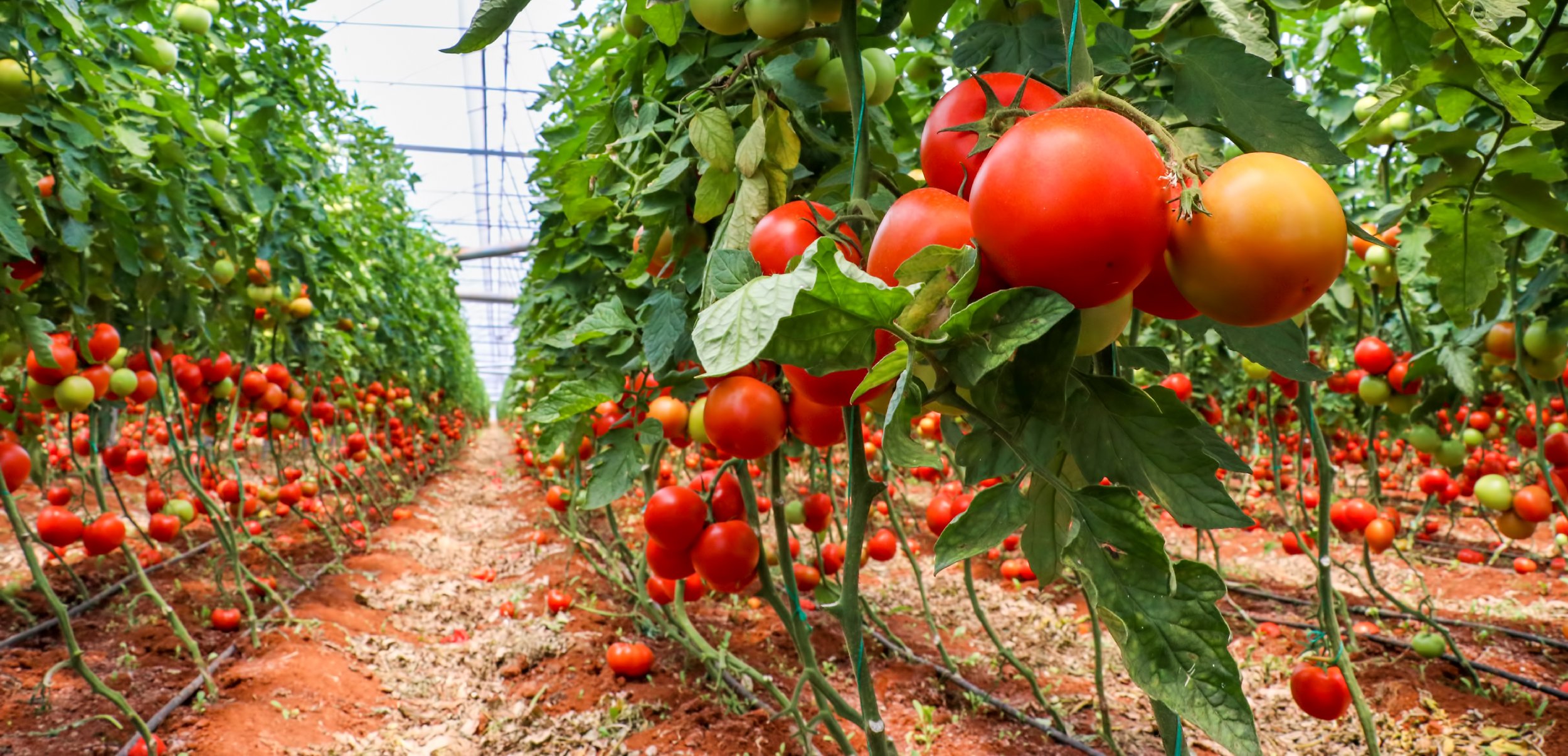 Amazon Food&Forest Financing Initiative The Global Innovation Lab for