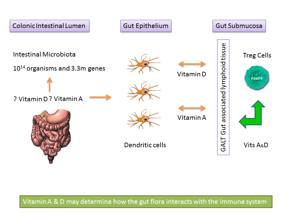 Gut Flora, Probiotics and Vitamins A+D Do they influence Allergy and