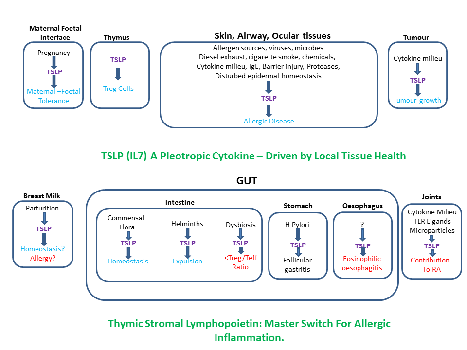 Thymic Stromal Lymphopoietin (TSLP) What We Need To Know & Why