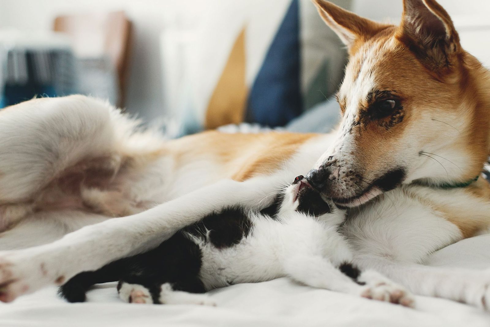 Cane e gatto la convivenza è impossibile? Clinica Veterinaria Saronno