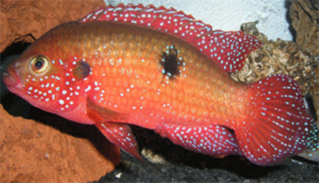 Fish Of My Dreams Clockwork Hare Fish Of My Dreams Clockwork Hare