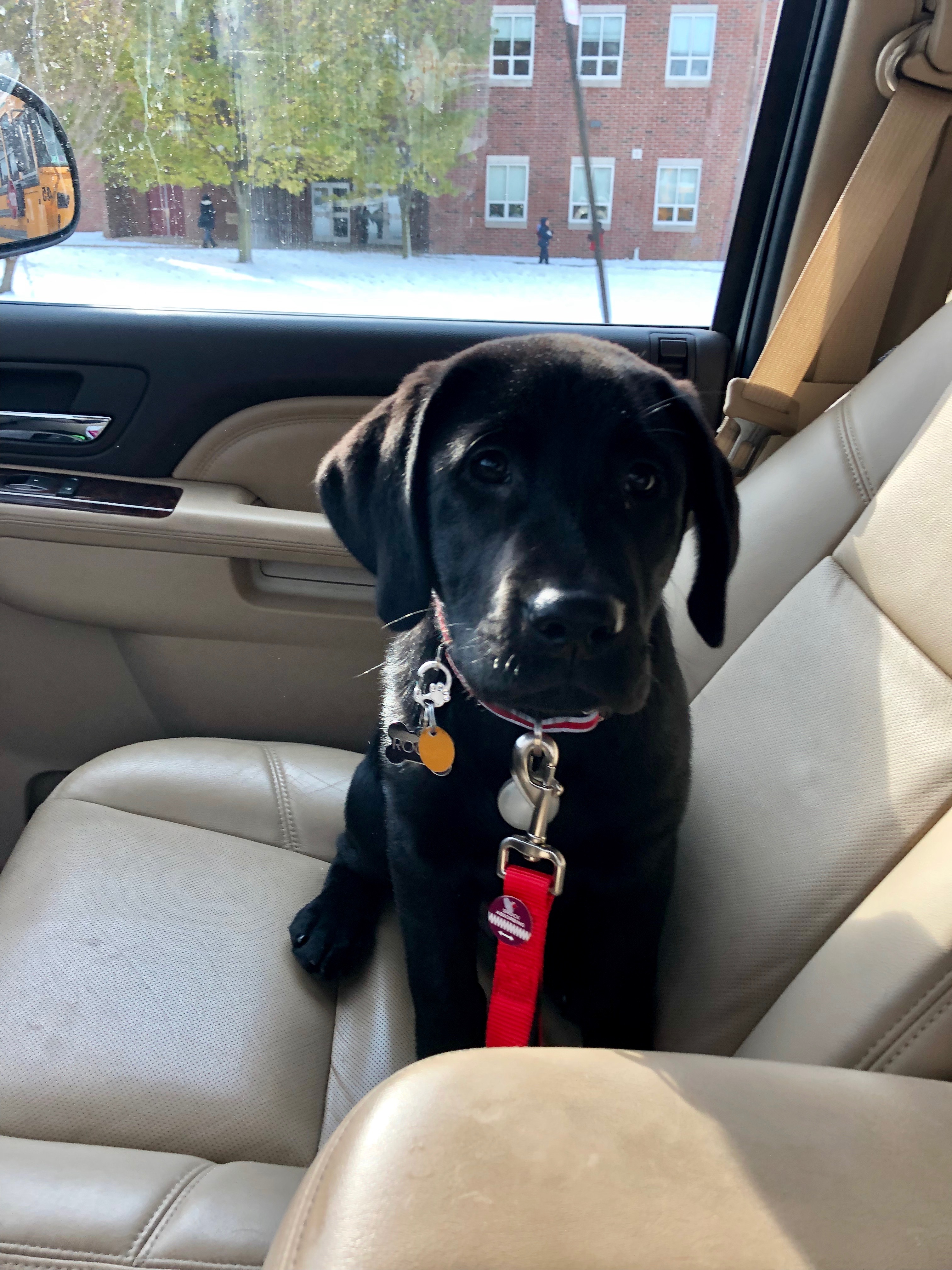 PA lab breeder,Linden PA lab breeder, AKC registered labs, American lab