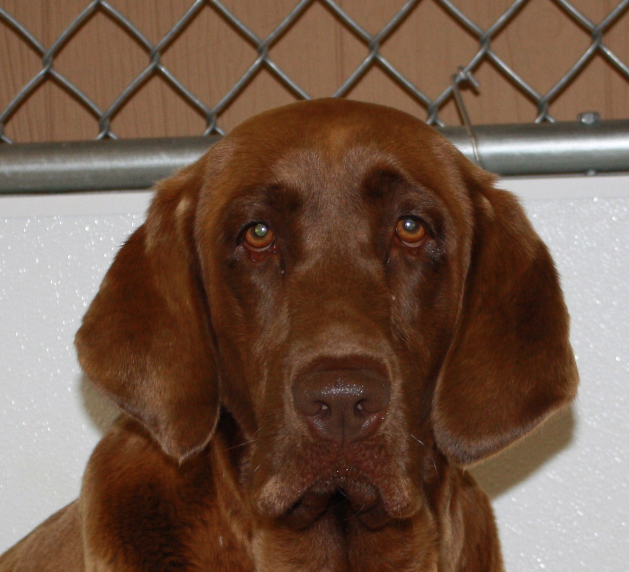 Older Dogs. black lab puppies in PA, AKC registered lab breeder in PA